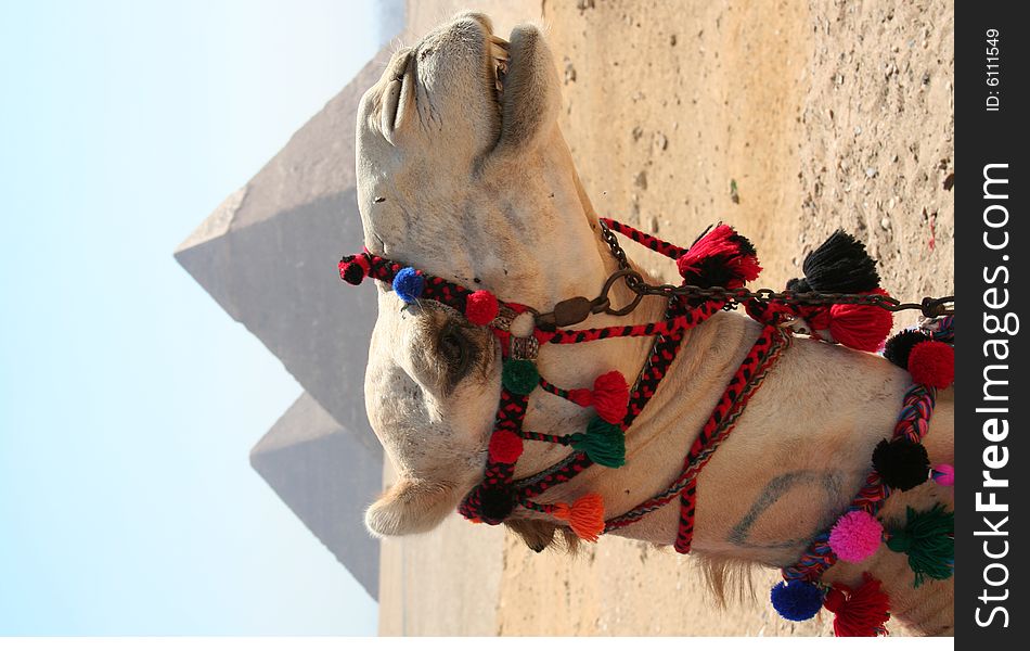 Camel in front of The pyramids of gaza in egypt. Camel in front of The pyramids of gaza in egypt