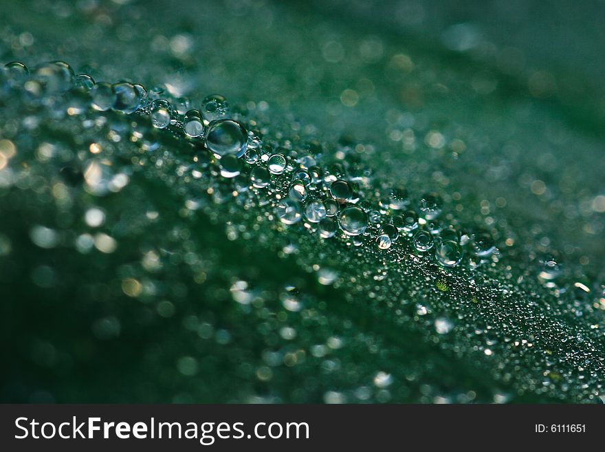 Many water drops on lotus leaf