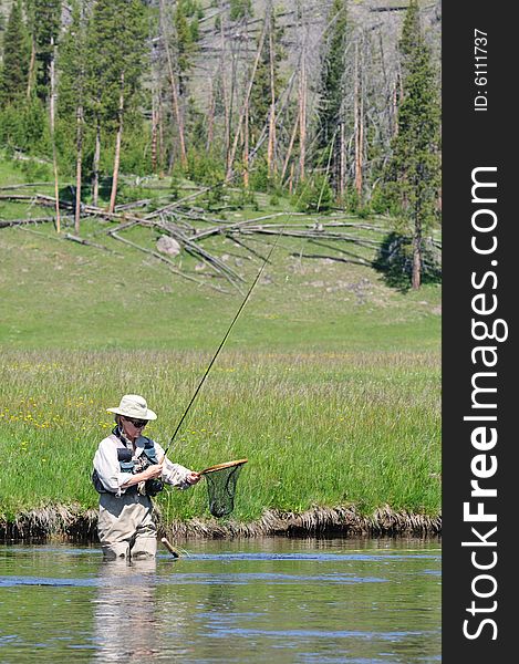 Active senior woman with a trout in her fishing net, wading the Firehole River in Yellowstone Park. Active senior woman with a trout in her fishing net, wading the Firehole River in Yellowstone Park.