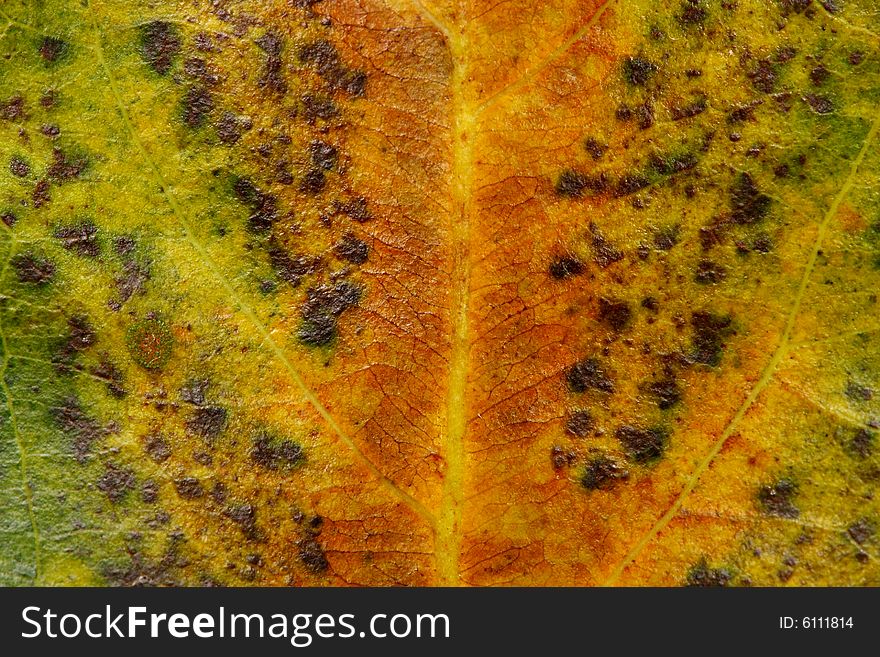 Close up of a withered leaf as texture background.