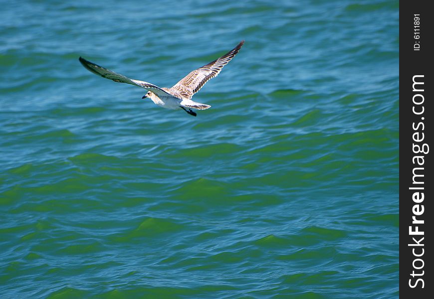 Seagull Over The Sea