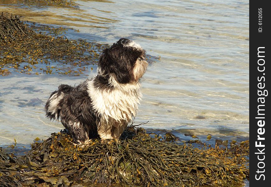 Small shi-tzus dog on the sea weeds of Eggum, Lofoten islands. Small shi-tzus dog on the sea weeds of Eggum, Lofoten islands