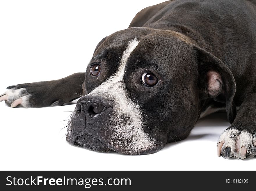 Portrait of the american staffordshire terrier