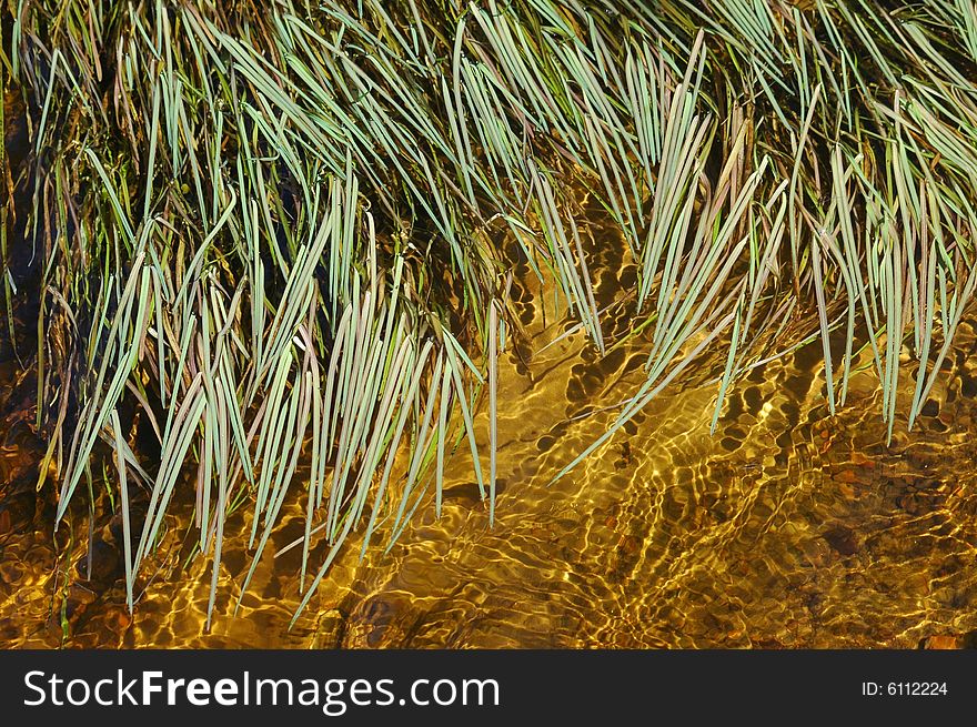 Grass swimming in water, macro. Grass swimming in water, macro