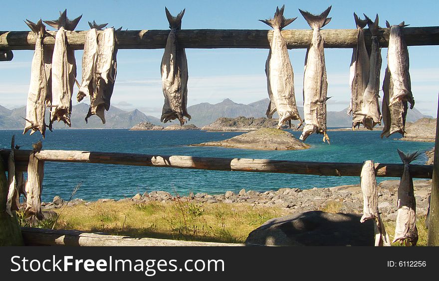 Cod hanging to dry, Lofoten islands, Polar circle,. Cod hanging to dry, Lofoten islands, Polar circle,