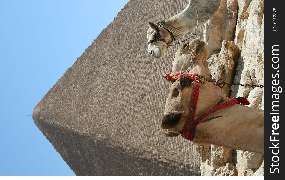 Camel in front of The pyramids of gaza in egypt. Camel in front of The pyramids of gaza in egypt