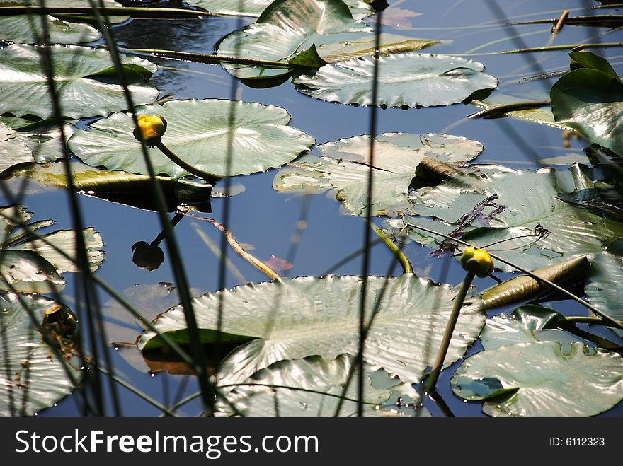 Can-docks in a plant-filled pond. Can-docks in a plant-filled pond.