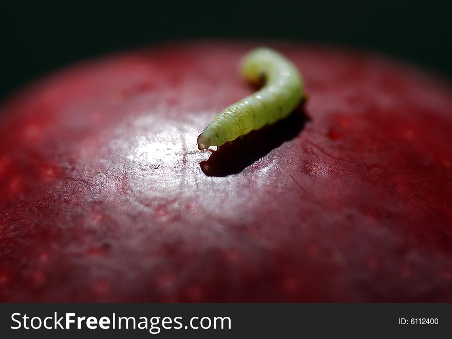 Close up to an apple worm, which is posed on a red apple with black background