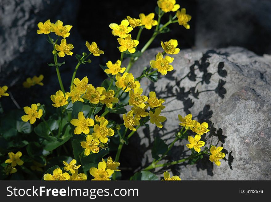 Yellow flowers growings on stone. Yellow flowers growings on stone