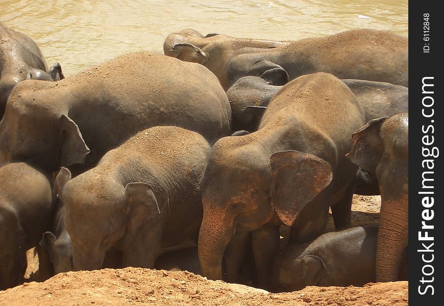Pinnawela Elephant Orphanage, Sri Lanka. Pinnawela Elephant Orphanage, Sri Lanka.