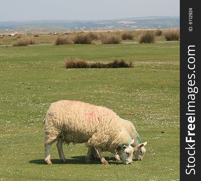 Sheep On A Golf Links In British Isles