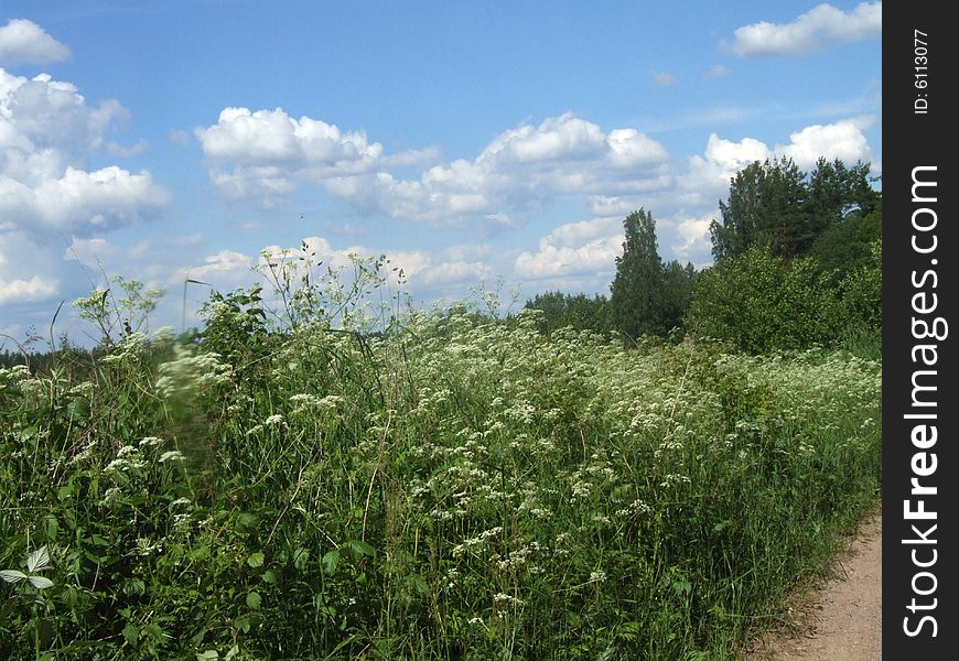 Spring meadow with white flowers