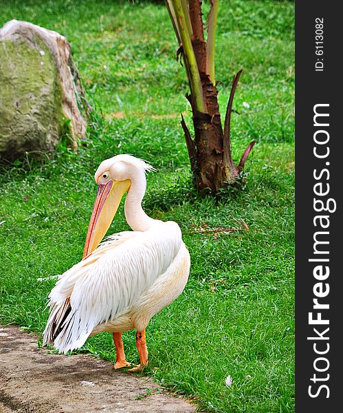 Yellow Billed Stork in bird park