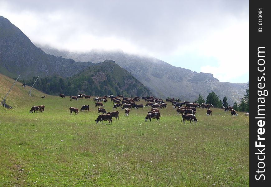 Cows on high mountain over Pila, Valle d'Aosta, Italy. Cows on high mountain over Pila, Valle d'Aosta, Italy