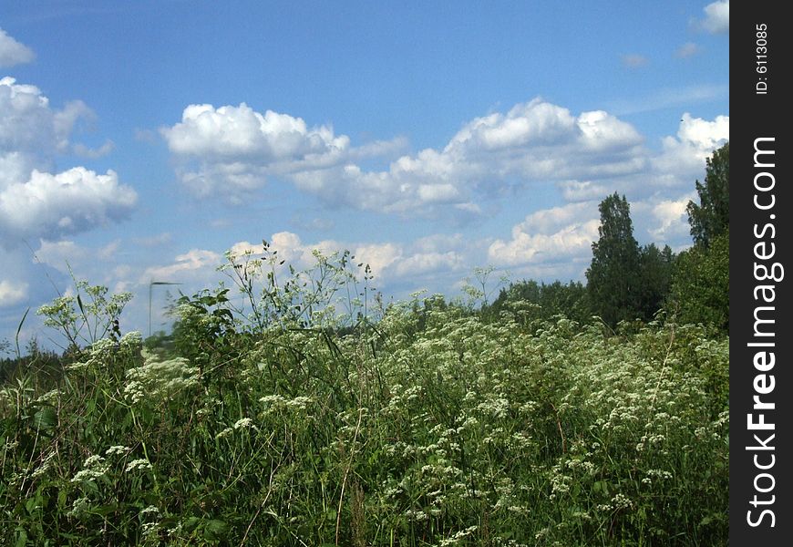 Spring meadow with white flowers