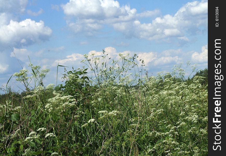 Spring meadow with white flowers