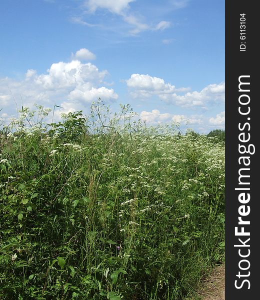 Spring meadow with white flowers