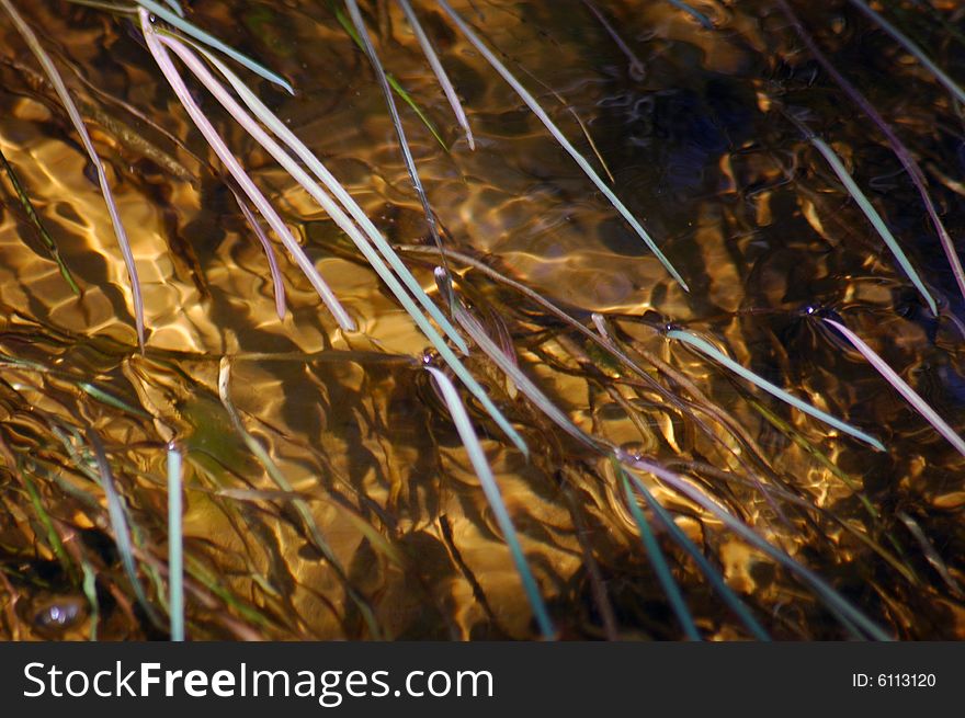 Grass swimming in water, macro. Grass swimming in water, macro