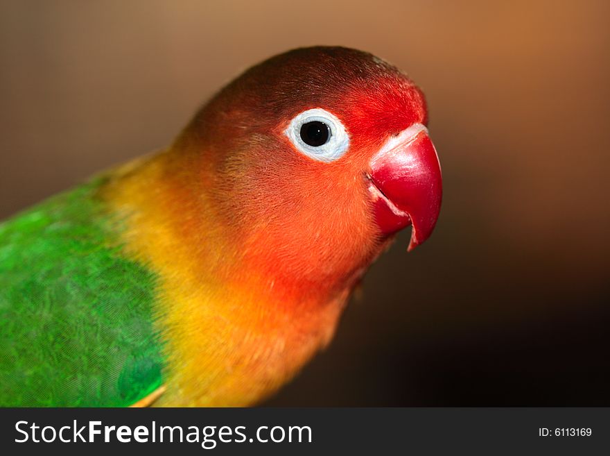 Beautiful adult male of an African parrot Agapornis fischeri. Beautiful adult male of an African parrot Agapornis fischeri