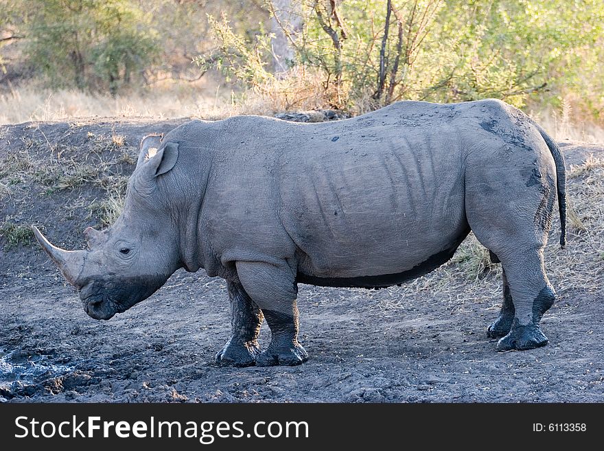 A rhino just after washing in the pond of the private reserve of sabie sands