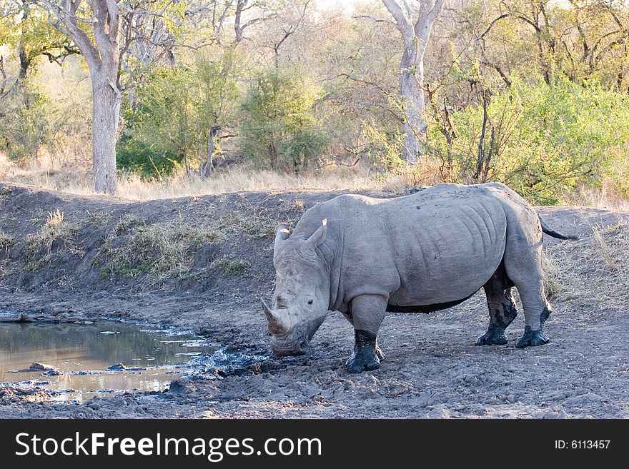 A rhino male walking through the sabie sands reserve in south africa