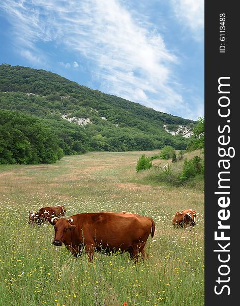 Cows on a pasture with mountains in the background