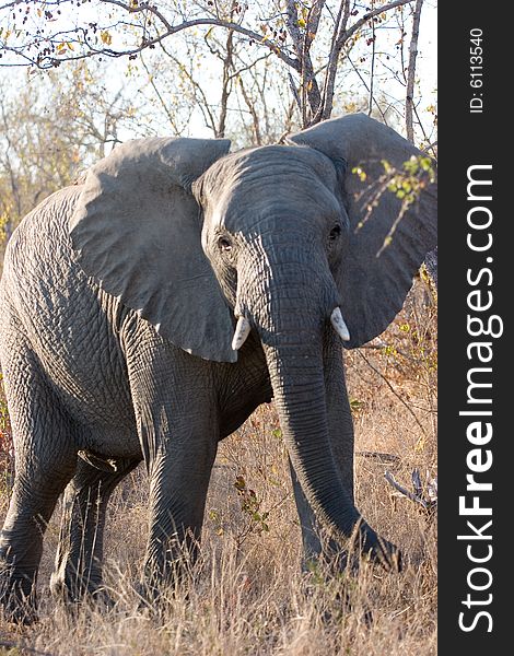 An elephant walking alone in the bush of the kruger park. An elephant walking alone in the bush of the kruger park