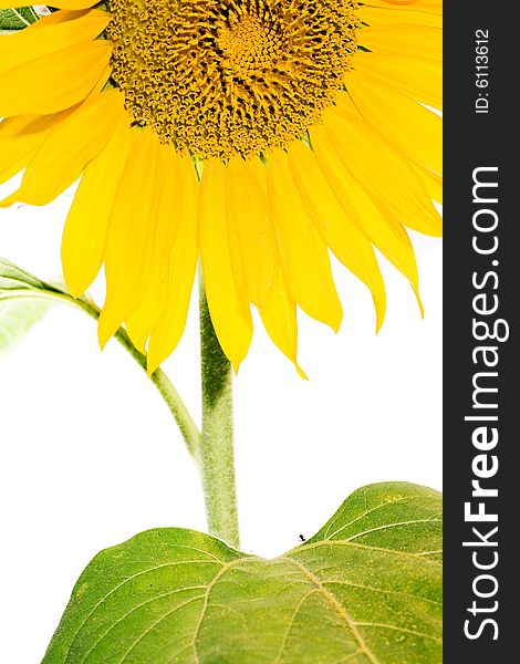 Beautiful sunflower isolated on white background.