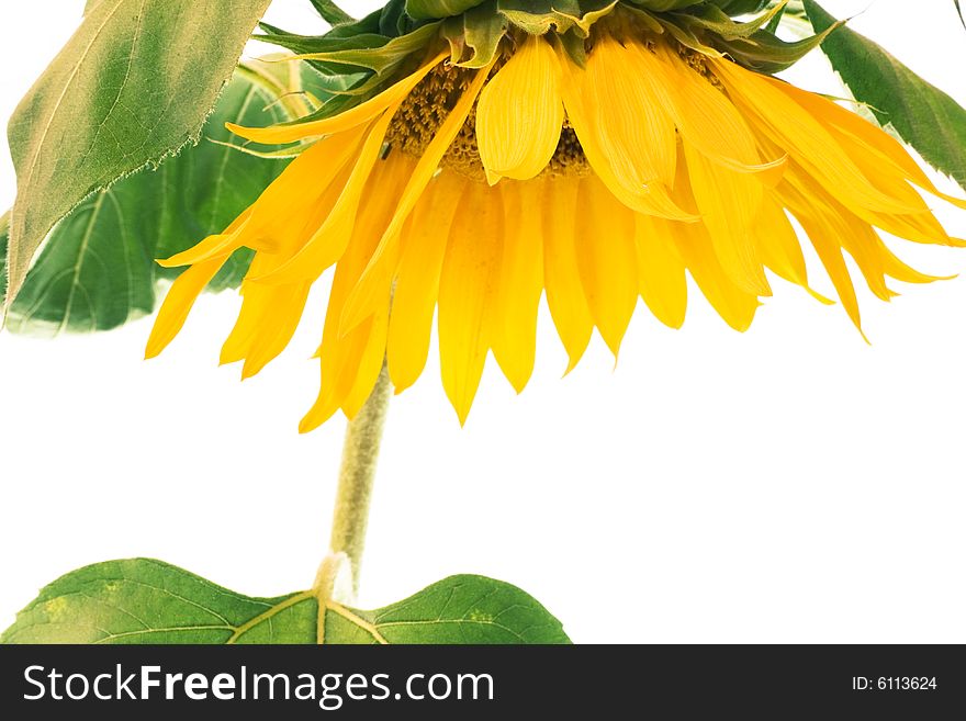 Beautiful sunflower isolated on white background.