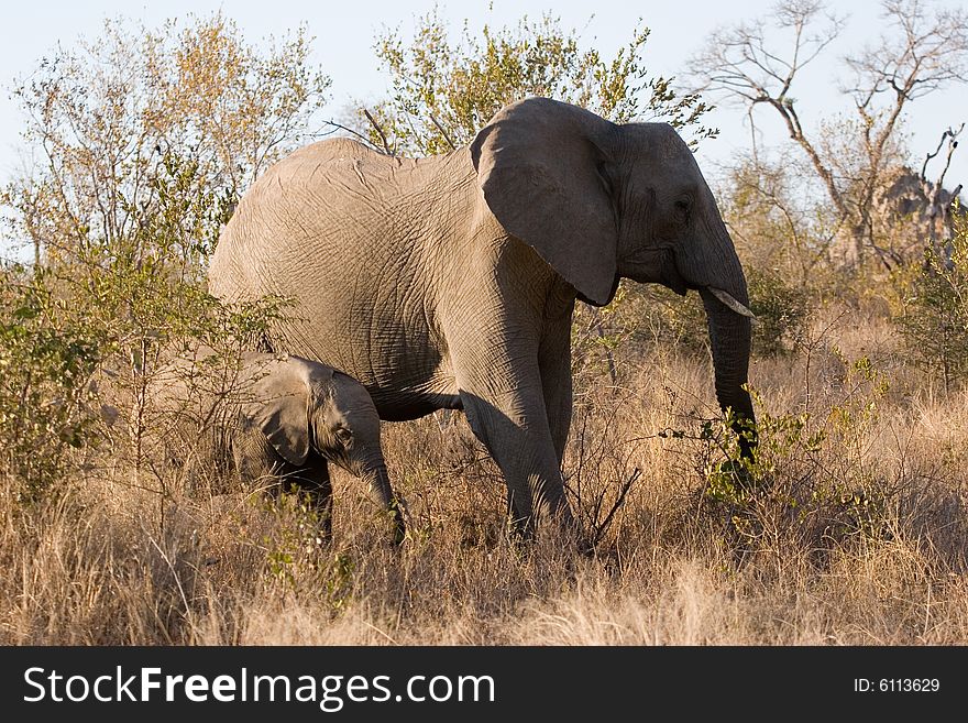 An elephant with her cub walking through the sabie sands reserve in south africa. An elephant with her cub walking through the sabie sands reserve in south africa