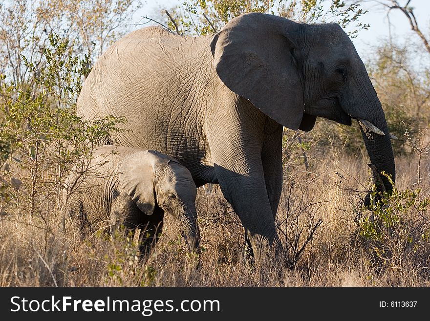 An elephant with her cub walking through the sabie sands reserve in south africa. An elephant with her cub walking through the sabie sands reserve in south africa