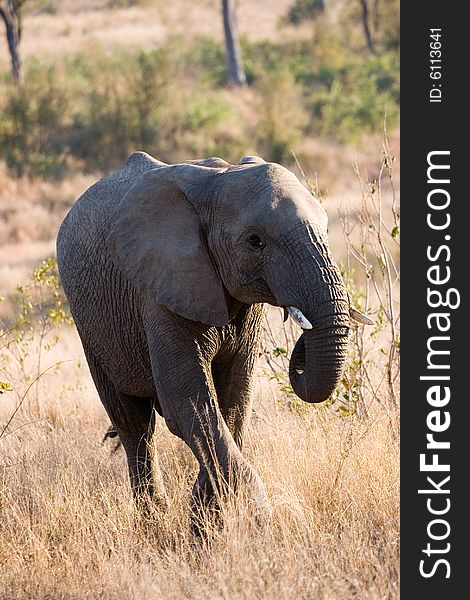 An elephant cub walking through the sabie sands reserve in south africa