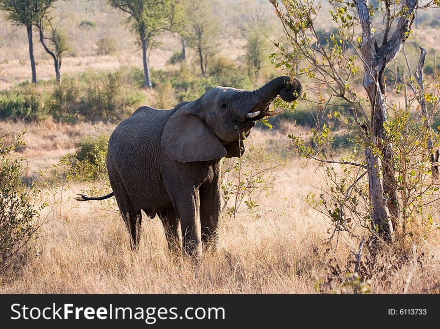 An elephant cub walking through the sabie sands reserve in south africa
