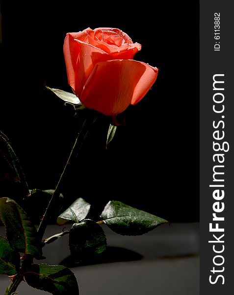 Isolated red rose with water drops