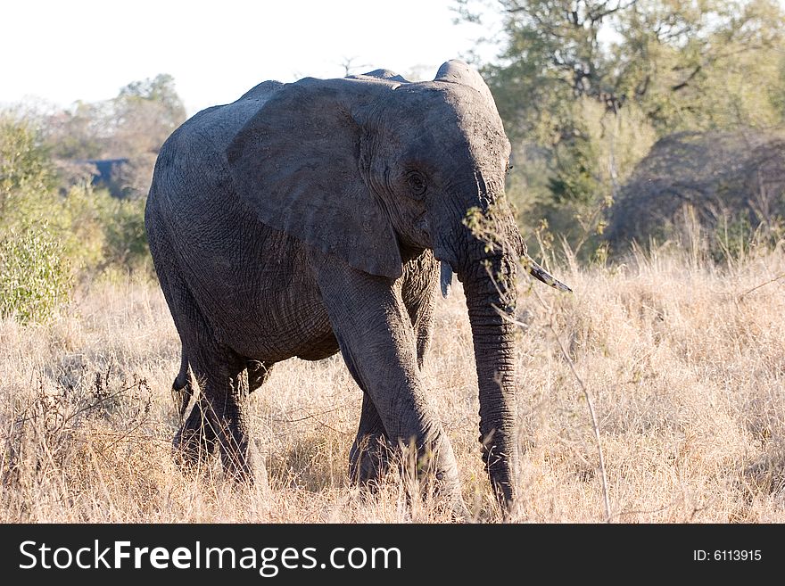 An elephant cub walking through the sabie sands reserve in south africa