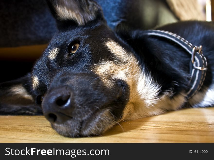 Sad dog laying on the floor