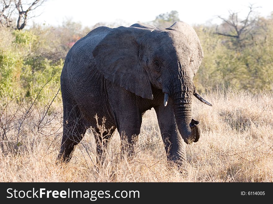 An elephant cub walking through the sabie sands reserve in south africa