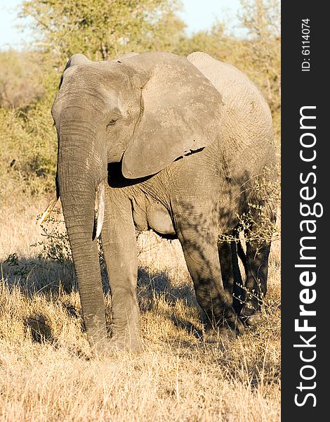 Elephant Female