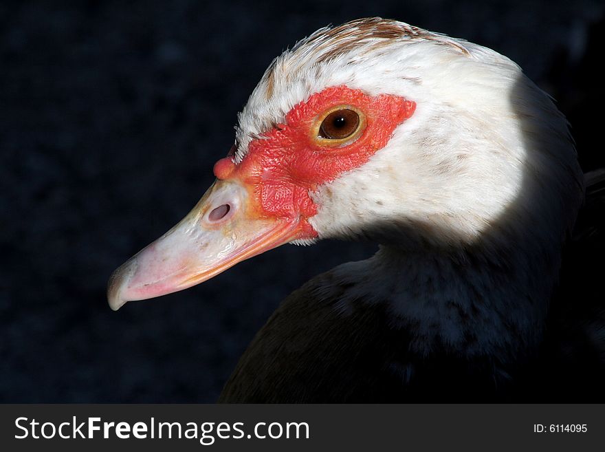 Face of duck in zoo