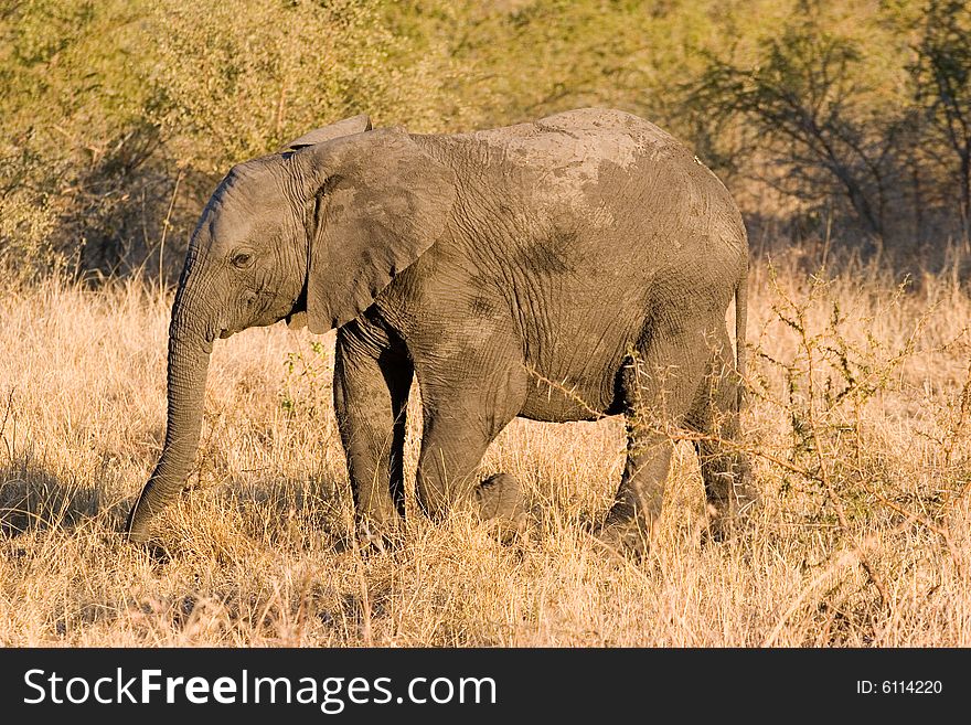 An elephant  walking through the sabie sands reserve in south africa. An elephant  walking through the sabie sands reserve in south africa