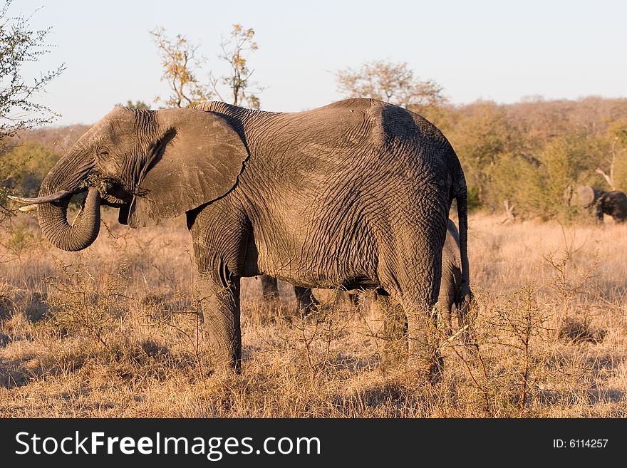 An elephant  walking through the sabie sands reserve in south africa. An elephant  walking through the sabie sands reserve in south africa