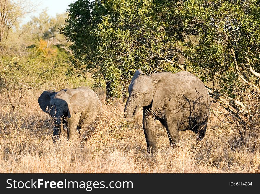 Two elephant cubs  walking through the sabie sands reserve in south africa