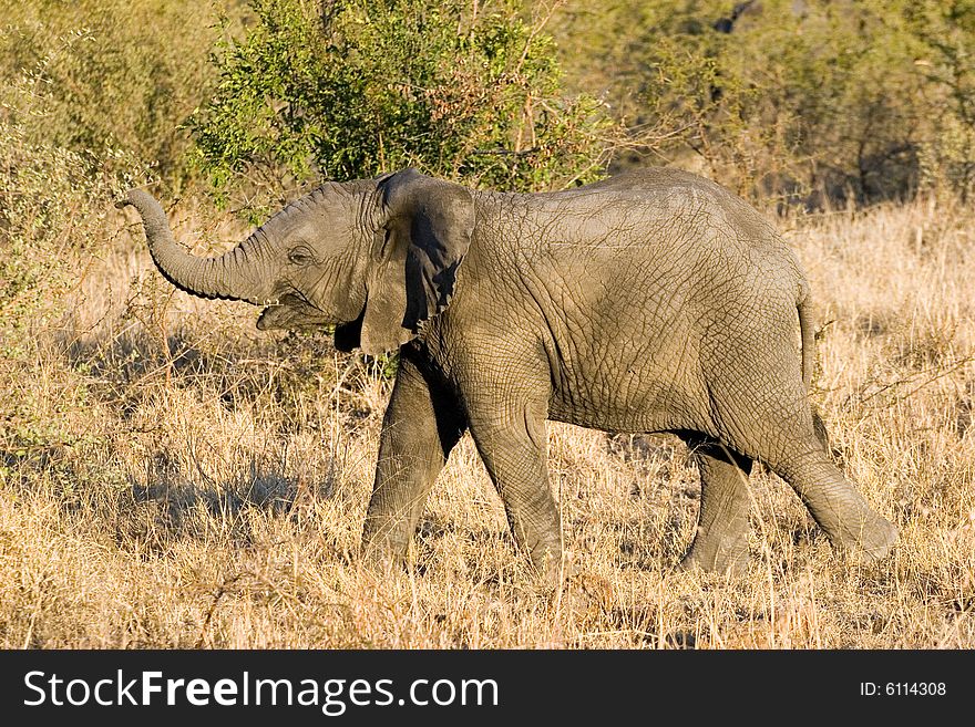 An elephant cub  walking through the sabie sands reserve in south africa