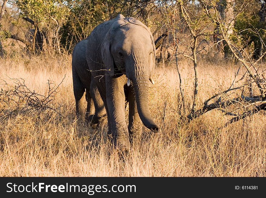 An elephant cub  walking through the sabie sands reserve in south africa