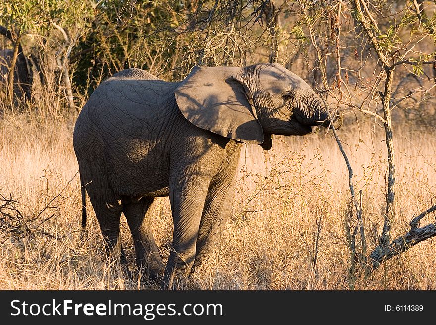 An elephant eating alone in the bush of the kruger park. An elephant eating alone in the bush of the kruger park