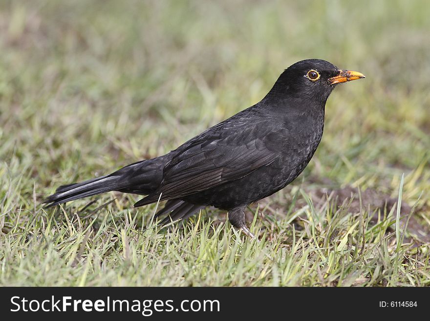 Common black bird standing on the lawn in the park in Australia