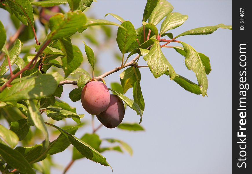 Branch ripe plum. Beautiful year day