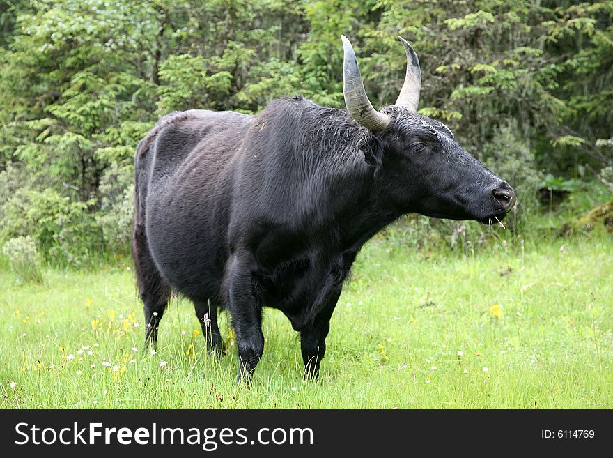 A photo of one yak on the meadow