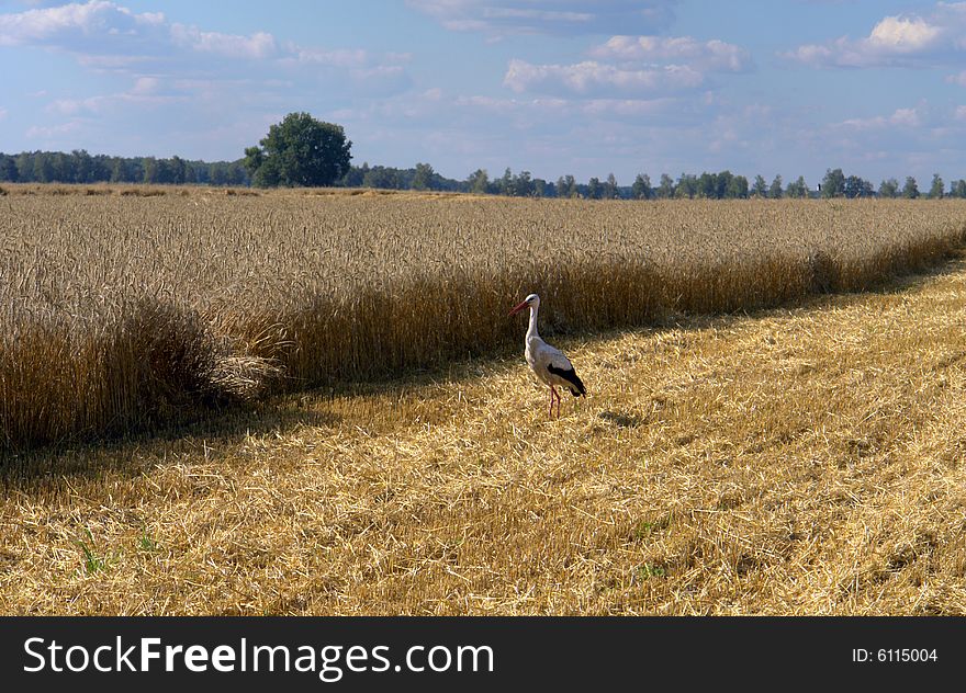 Stork on a background of wheat