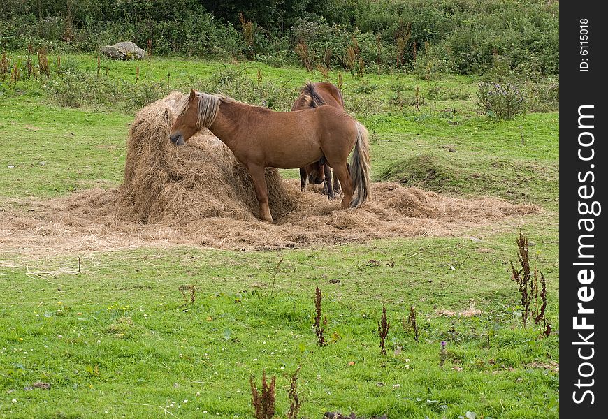 Two ponies eating in a field. Two ponies eating in a field